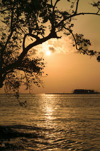 Silhouette tree by sea against sky during sunset