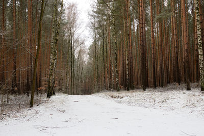 Snow covered land and trees in forest