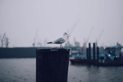 Seagull perching on wooden post by sea against clear sky