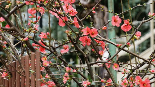 Close-up of red berries growing on tree