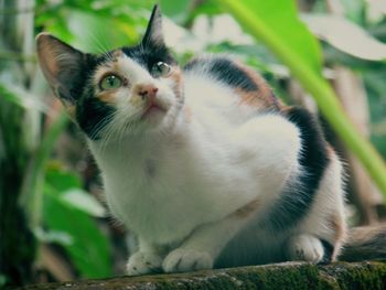 Close-up of cat