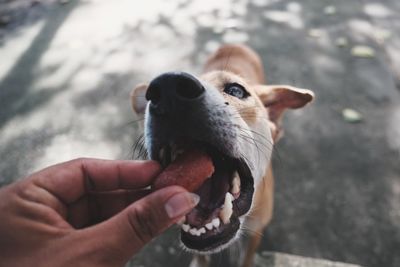 Midsection of person with dog