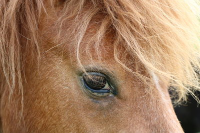 Close-up of horse eye