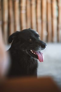 Close-up of black dog