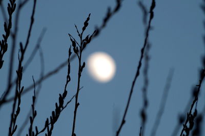 Low angle view of bare tree against sky