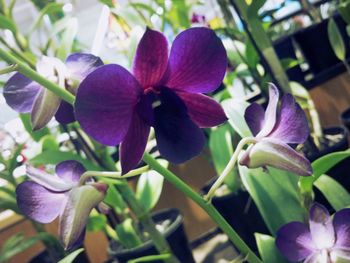 Close-up of purple flowers blooming in park