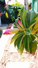 Close-up of pink flower blooming outdoors