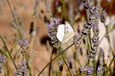 Close-up of butterfly pollinating on purple flower