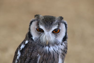 Close-up portrait of owl