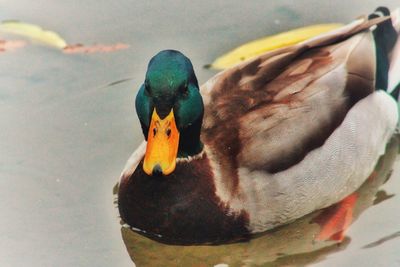 Close-up of duck in water