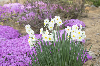 Close-up of purple flowers blooming in field