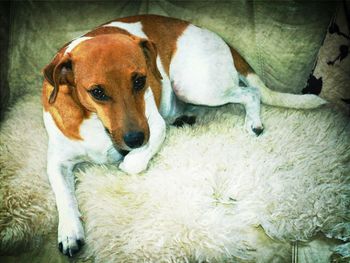 dog