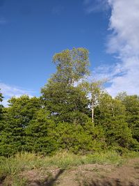 Low angle view of trees against sky