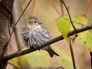 Close-up of bird perching on branch