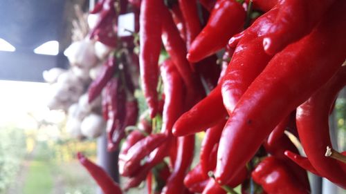 Close-up of red chili peppers for sale in market