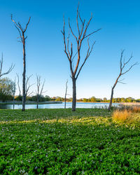 Bare trees on field against sky