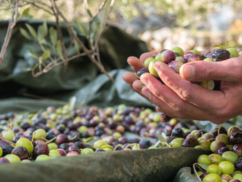 Close-up of hand holding grapes