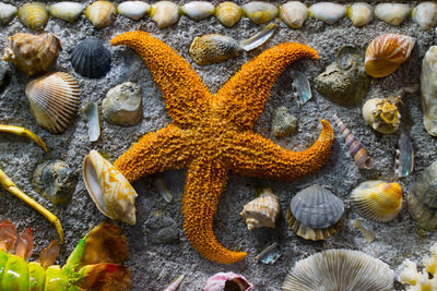 Directly above shot of starfish amidst seashells on field