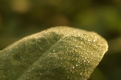 Close-up of water drops on plant