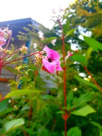 Close-up of pink flowering plant