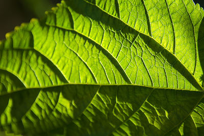 Close-up of leaves