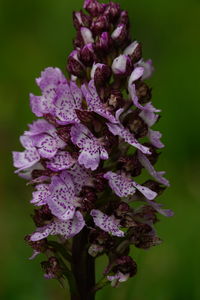 Close-up of purple flowering plant