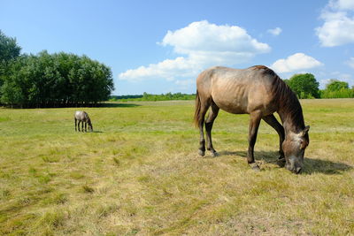 Horses grazing in a field