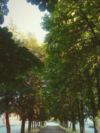 Low angle view of trees against sky