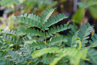 Close-up of succulent plant leaves