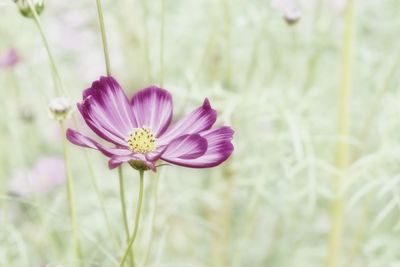 Close-up of pink flower
