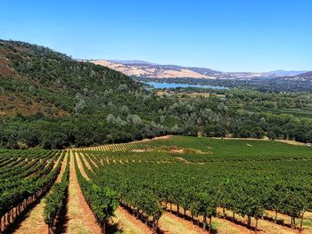 Scenic view of vineyard against sky