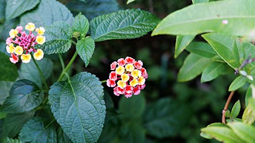 Close-up of red flowering plant