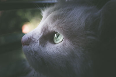 Close-up of a cat