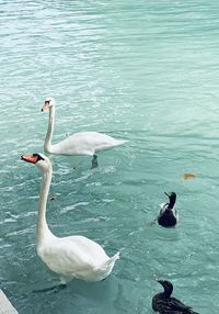 High angle view of swans swimming in lake