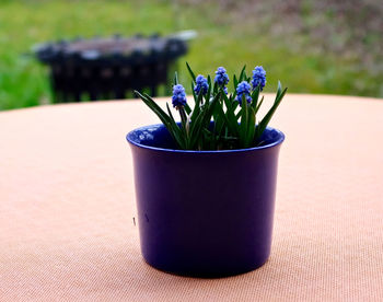Close-up of flower plant