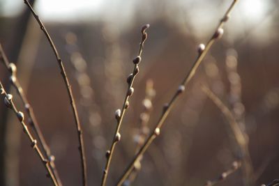 Close-up of catkins