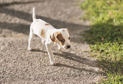 Dog standing on road