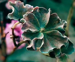 Close-up of wilted flower