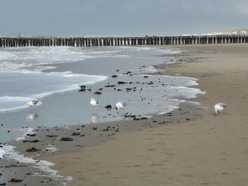 View of birds on beach during winter