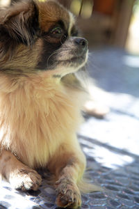 Close-up of a dog looking away