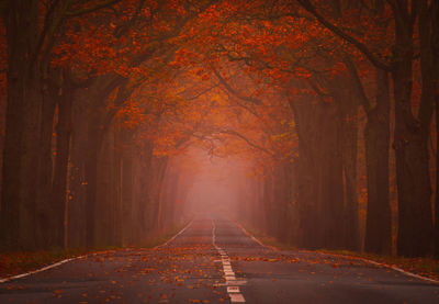 Road amidst trees during autumn