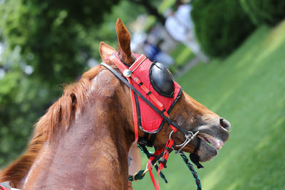 Close-up of a horse