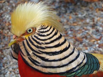 Close-up portrait of gold - pheasant