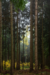 Pine trees in forest