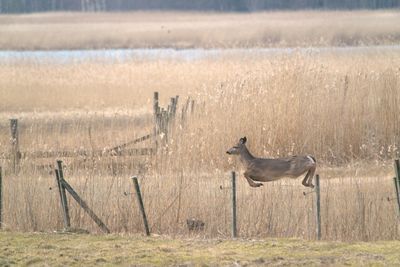 Side view of horse on field