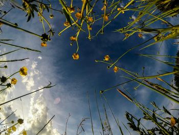 Low angle view of flower tree against sky