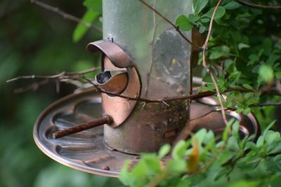 Close-up of rusty metal