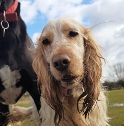 Close-up portrait of dog