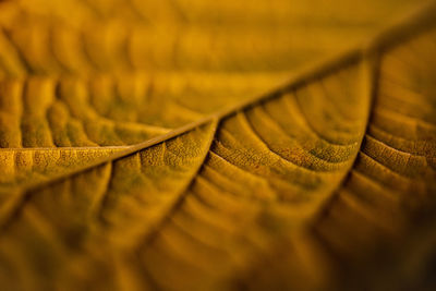 Macro shot of yellow curtain