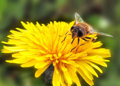 Close-up of bee pollinating on yellow flower